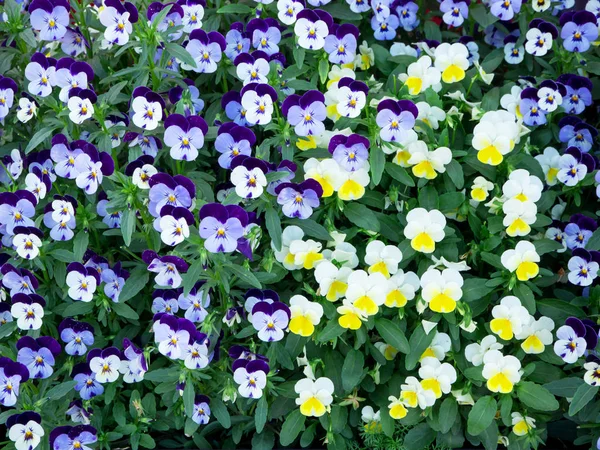 Niebieski i biały kwiat bratek tła — Zdjęcie stockowe