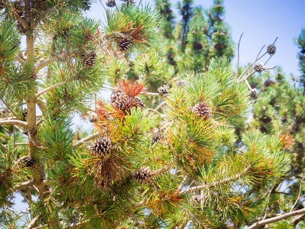 Tall med kon i skogen, Japan — Stockfoto