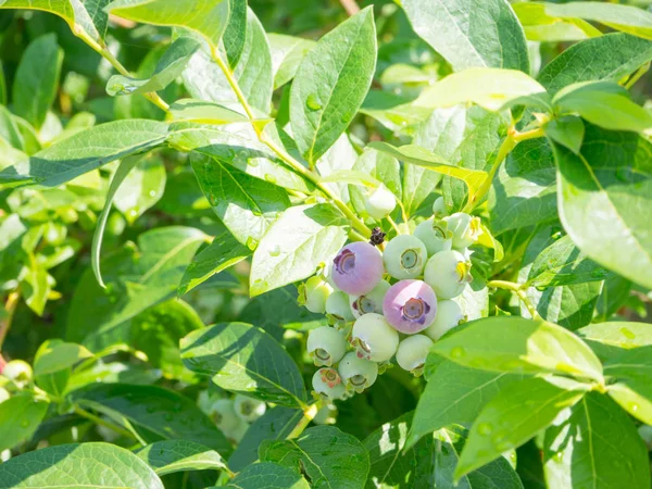 Råa blåbär på träd på bakgården — Stockfoto