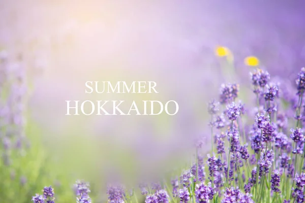 Abstract natural background of summer in Hokkaido — Stock Photo, Image