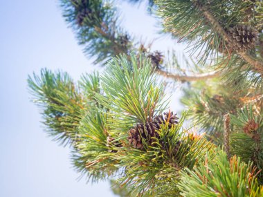 Çam ağacı ile koni ormanda, Japonya