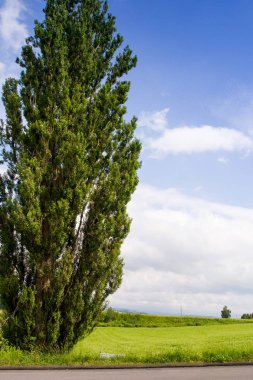 Ken ve Mary'nin kavak ağacı Biei, Hokkaido doğal sahne ile