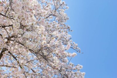 Pembe Beyaz kiraz çiçeği (sakura) şube Japonya'nın Osaka mavi gökyüzü karşı