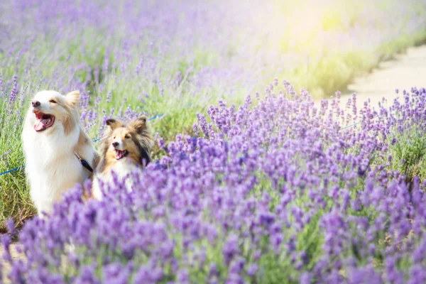 Sevimli köpek Lavanta alanında bulunan Hokkaido, Japonya