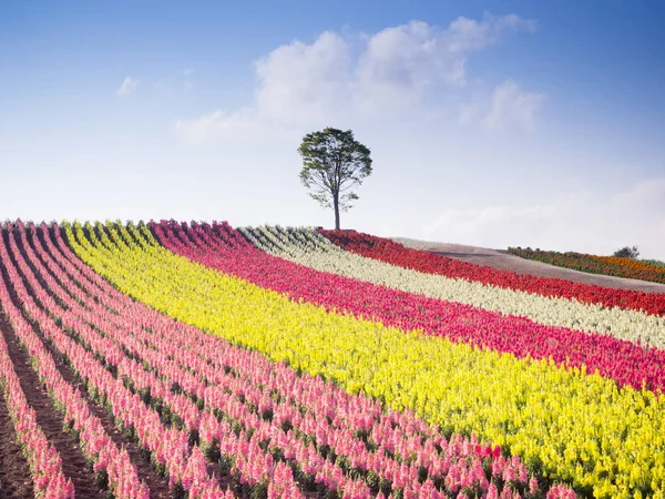 Colorido de canteiro de flores na colina no verão em Biei, Hokkaido, Japão — Fotografia de Stock