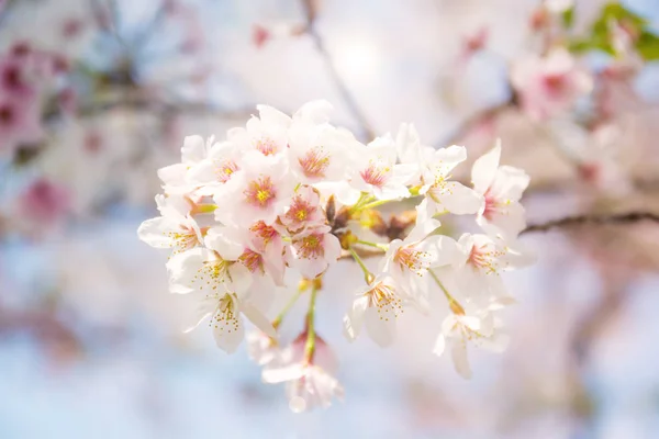 Flor de cereja branca rosa (sakura) ramo contra o céu azul em Osaka, Japão — Fotografia de Stock