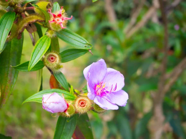 Mooie roze bloem in het groene woud van Thailand — Stockfoto