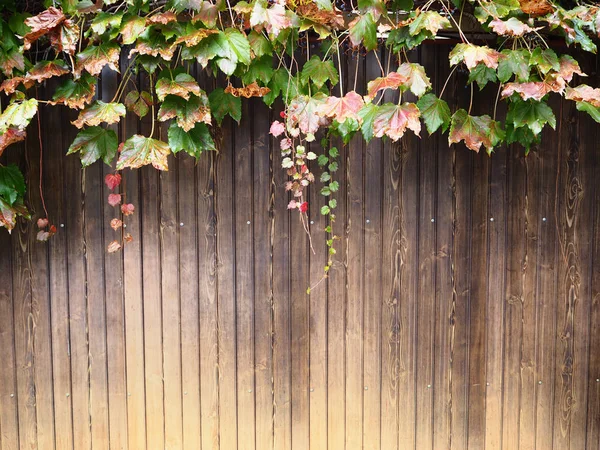 크 리프 아이비 공장 갈색 나무 벽 — 스톡 사진