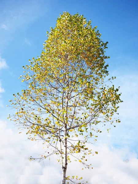 Yeşil tek ağaç ayakta mavi gökyüzü karşı — Stok fotoğraf