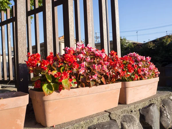 五颜六色的花盆装饰在房子的阳台 — 图库照片