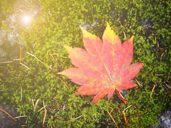 Roter Ahorn auf dem grünen Boden im Wald von Japan — Stockfoto