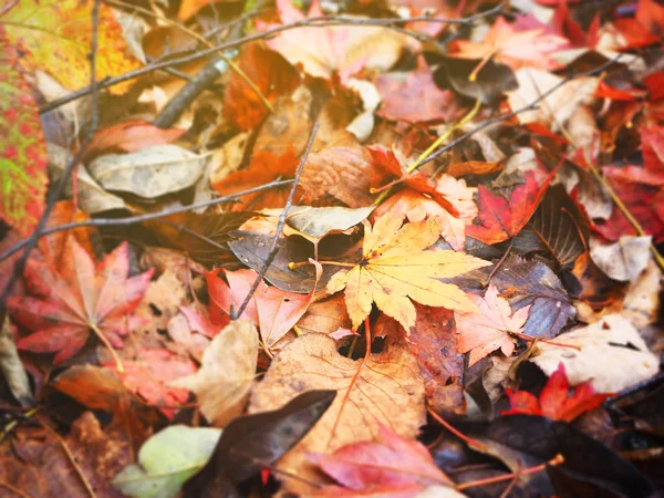 日本秋季自然背景 — 图库照片