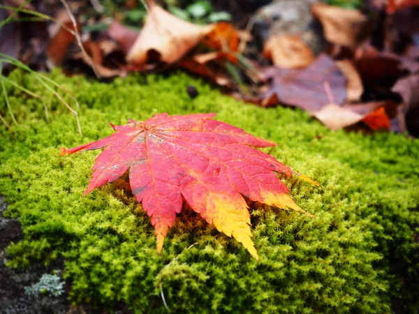 Arce rojo en el suelo verde en el bosque de Japón — Foto de Stock