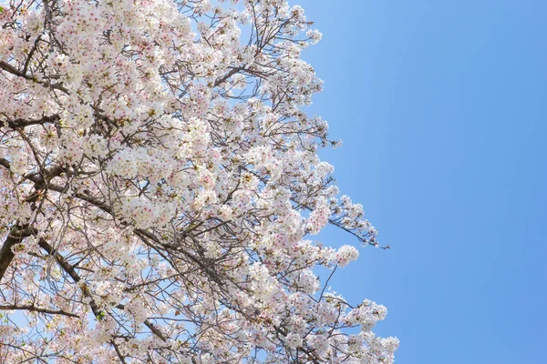蓝色的天空，在日本大阪粉红色白色樱花 （樱花） 分公司 图库图片