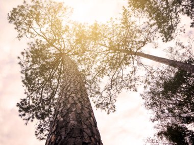 Arka plan için ormanda soyut boyunda çam ağacı