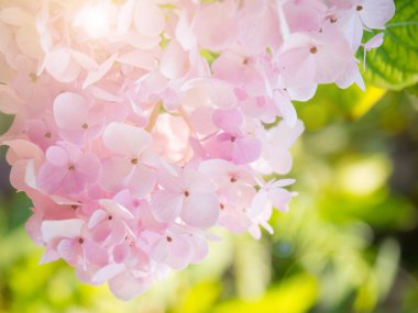 Arka plan için soyut pembe ortanca çiçek