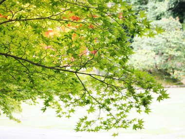 Yeşil akçaağaç arka plan için ağaç şube