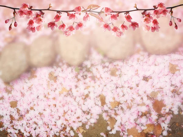 Abstrato rosa cereja flor borrão fundo — Fotografia de Stock