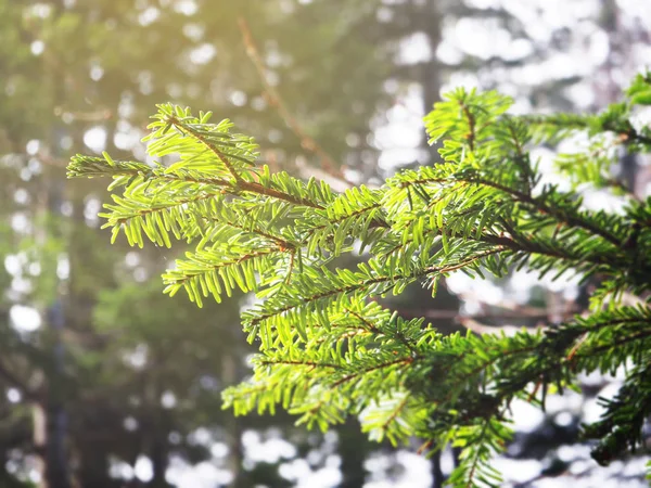 Yeşil çam dalı ormanda, Japonya