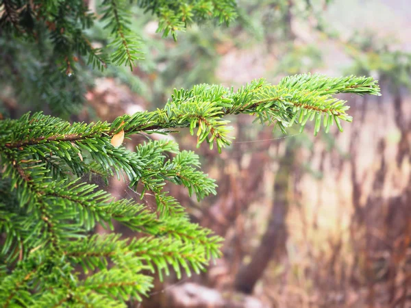 Branche de pin vert dans la forêt, Japon — Photo