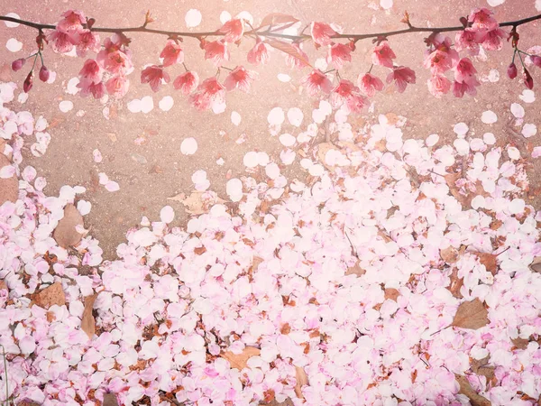 Abstrakte rosa Kirschblüten verschwimmen Hintergrund — Stockfoto