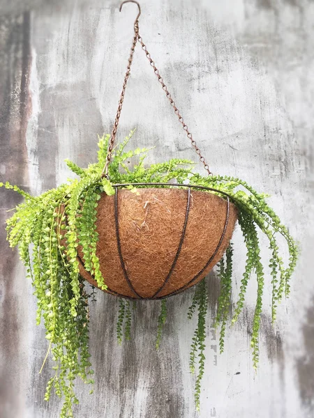 Gröna hängande växt på cement vägg — Stockfoto