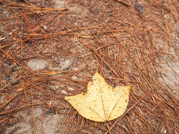 Een enkele gele blad op de grond in dennenbos — Stockfoto