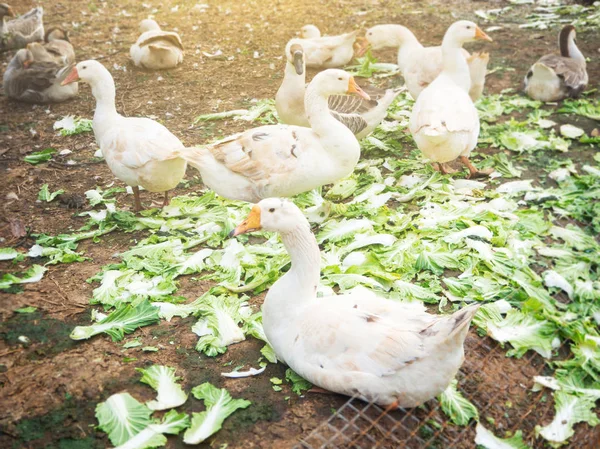 Duck in the farm eating cabbage in the countryside of Thailand — Stock Photo, Image