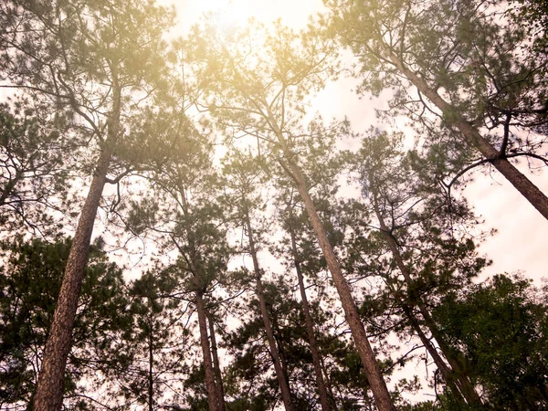 Abstract pine tree in the forest at Chaingmai, Thailand