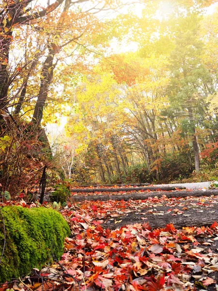 Outono abstrato (outono) fundo da floresta no Japão — Fotografia de Stock