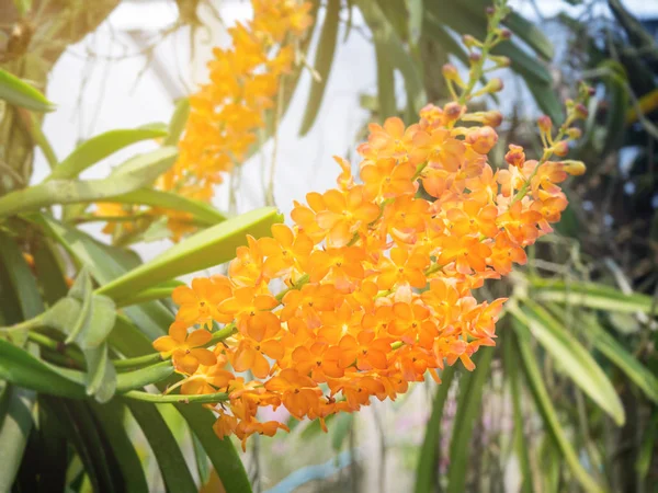 Thai orange orchid flower in the garden — Stock Photo, Image