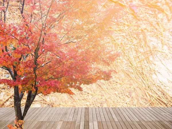 Árvore de bordo abstrata no outono (outono) do Japão — Fotografia de Stock