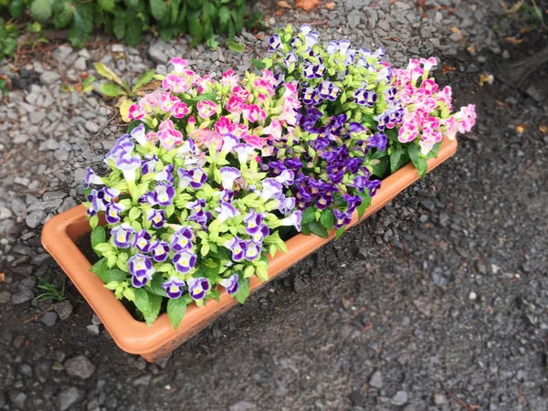 Färgglada av blomkruka utsmyckning på golvet — Stockfoto