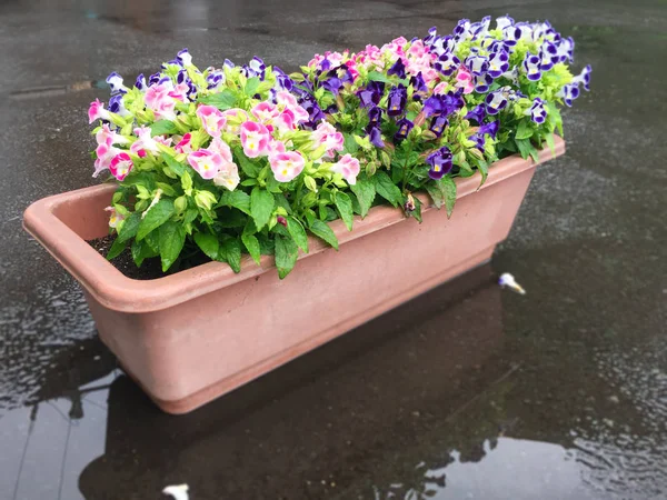 Berwarna-warni pot bunga dekorasi di lantai — Stok Foto