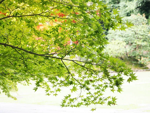 녹색 지점 단풍나무 배경에 대 한 — 스톡 사진