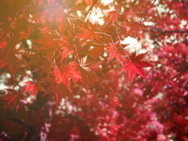 Abstracte rode esdoorn boom in de herfst (najaar) van Japan voor achtergrond — Stockfoto