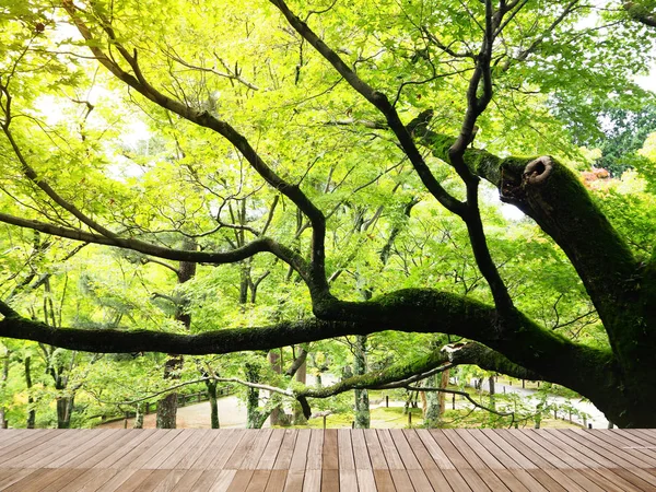 Зеленая ветка кленового дерева с деревянной доской для заднего плана — стоковое фото