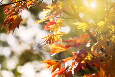 Soyut bulanıklık ve yumuşak sonbahar bırak arka planda Japonya