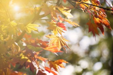 Soyut bulanıklık ve yumuşak sonbahar bırak arka planda Japonya