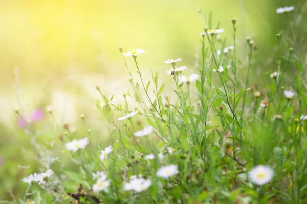 Abstrakta gräs blomma oskärpa och mjuk bakgrund — Stockfoto
