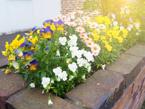 Coloré de décoration de la maison pot de fleurs pansy — Photo