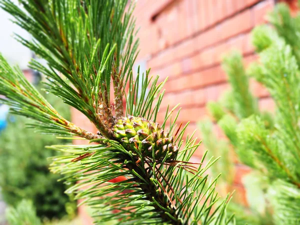 Cone de pinho fresco na árvore para fundo — Fotografia de Stock