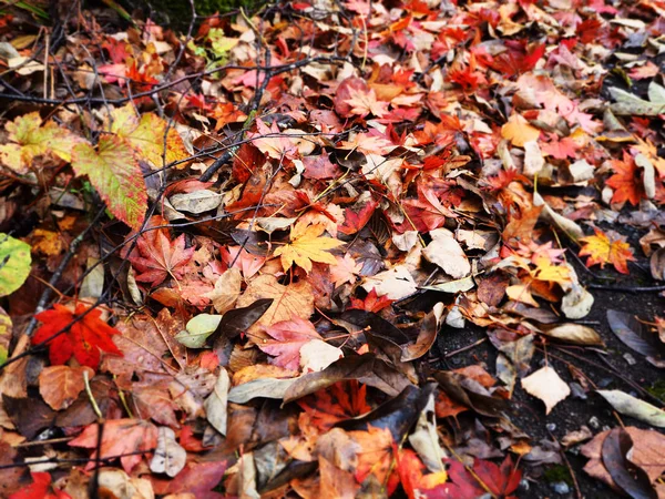 Abstracto desenfoque y suave otoño dejan de fondo en Japón — Foto de Stock