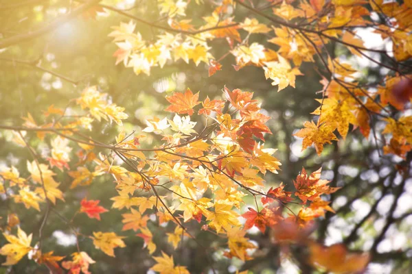 Soyut bulanıklık ve yumuşak sonbahar bırak arka planda Japonya