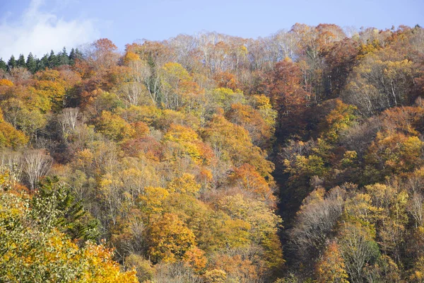 Japonya'da dağda sonbahar değişiklik ağacının renkli — Stok fotoğraf