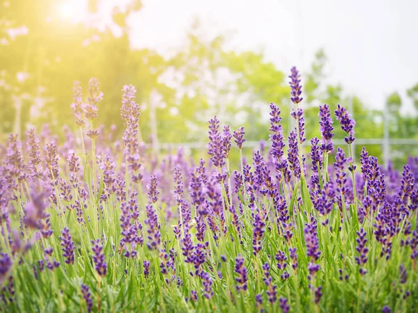 Astratto campo di lavanda morbida per sfondo in Giappone Fotografia Stock