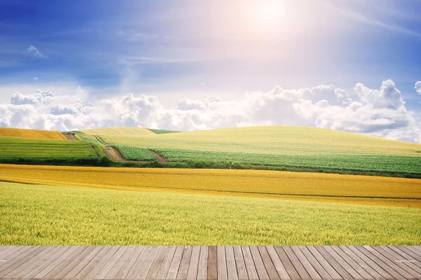 Paisaje de campo de cebada con cielo azul y espacio de placa de madera Fotos de stock libres de derechos