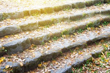 Rock adım Japonya orman