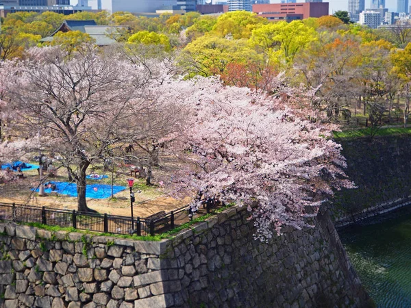 Fiori di ciliegio (sakura) nella stagione primaverile contro il cielo blu nel parco del castello di Osaka — Foto Stock