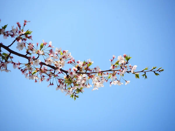 Kiraz çiçeği (sakura) Japonya'da mavi gökyüzü karşı bahar sezonu